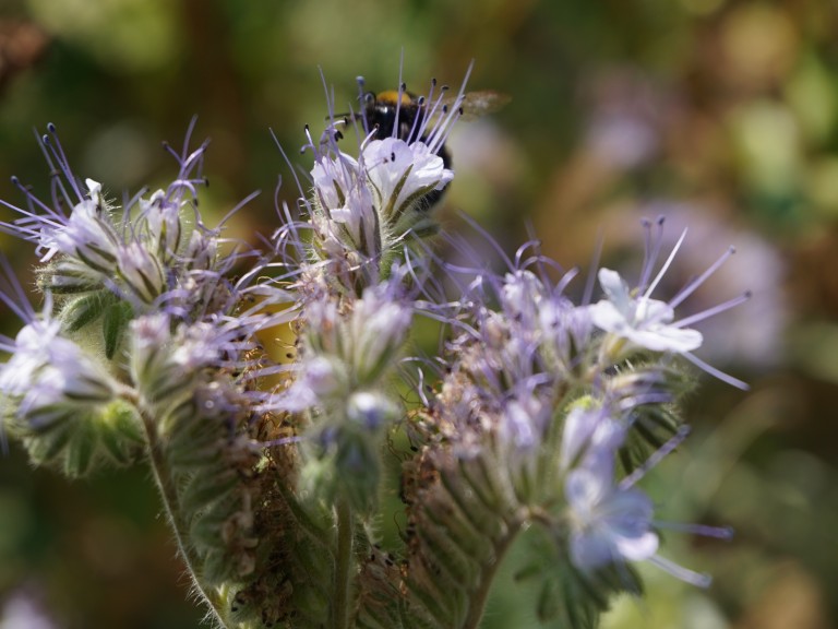 2018-08-01 Blühflächen und Trockenheit