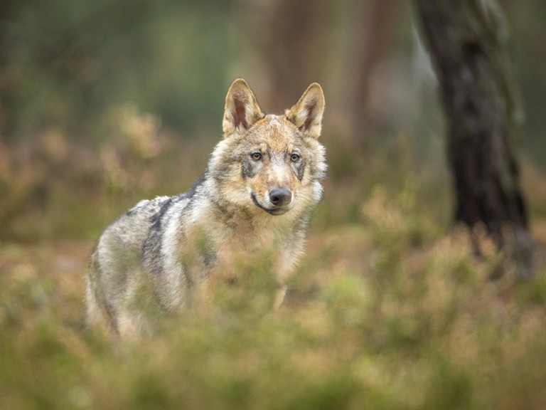 Ein Wolf im Wald