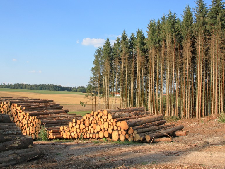 Wald mit Holz-Lager