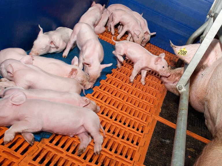 Ferkel in einem Stall mit Muttersau