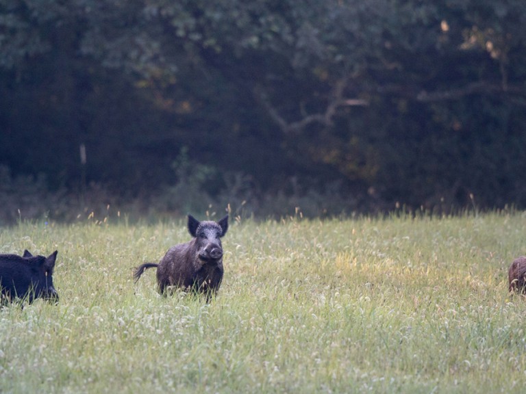 Wildschweine auf Wiese