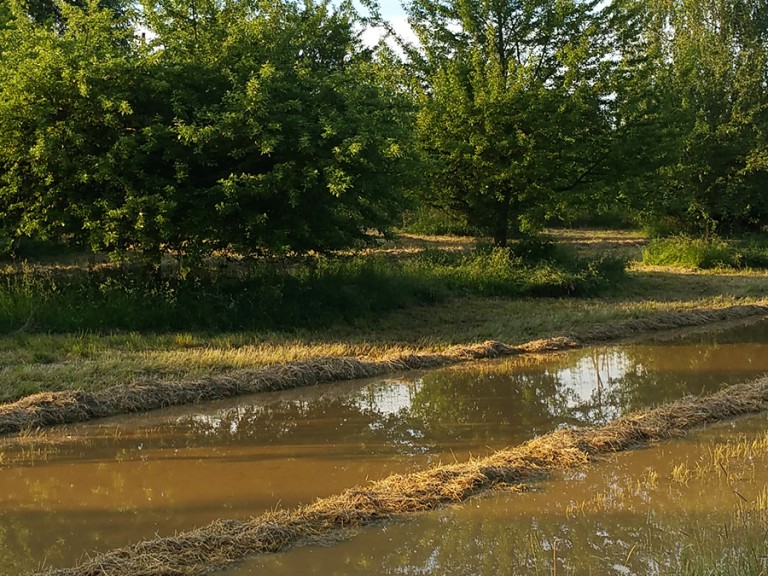 Hochwasser auf Obstwiese