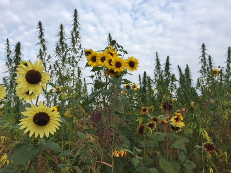 Wildpflanzenmischung Feld mit Sonnenblumen