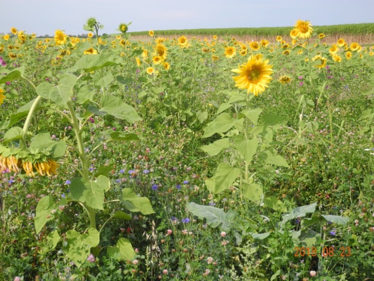 Feld