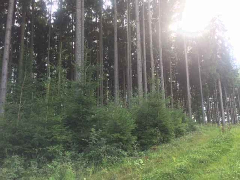 Wald und Grünfläche