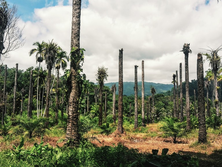 Palmölplantage auf Costa Rica