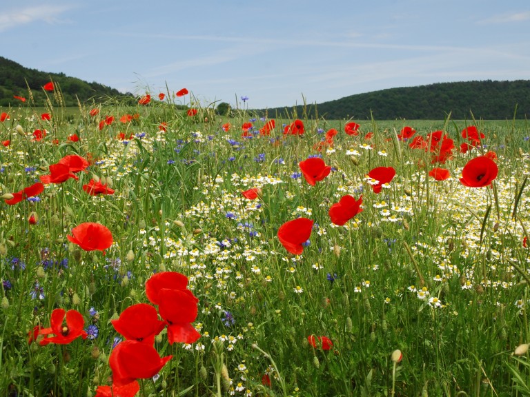 Mohnblüten