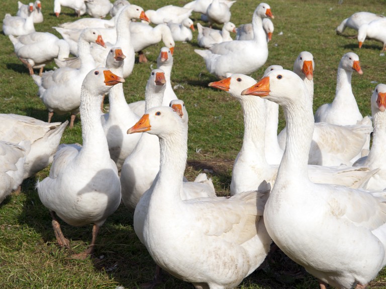 Gänse