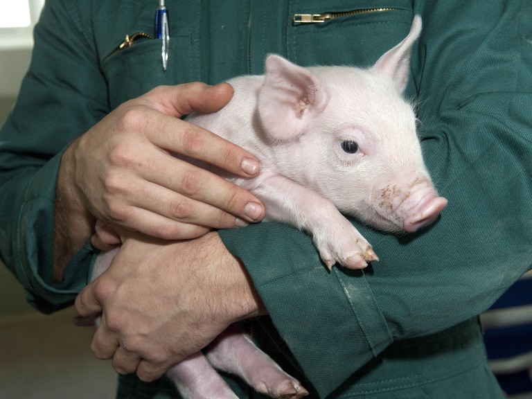 Ein Ferkel wird vom Landwirte auf dem Arm gehalten.