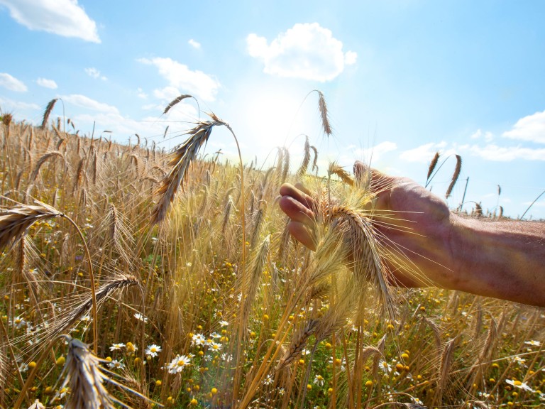 Wheat