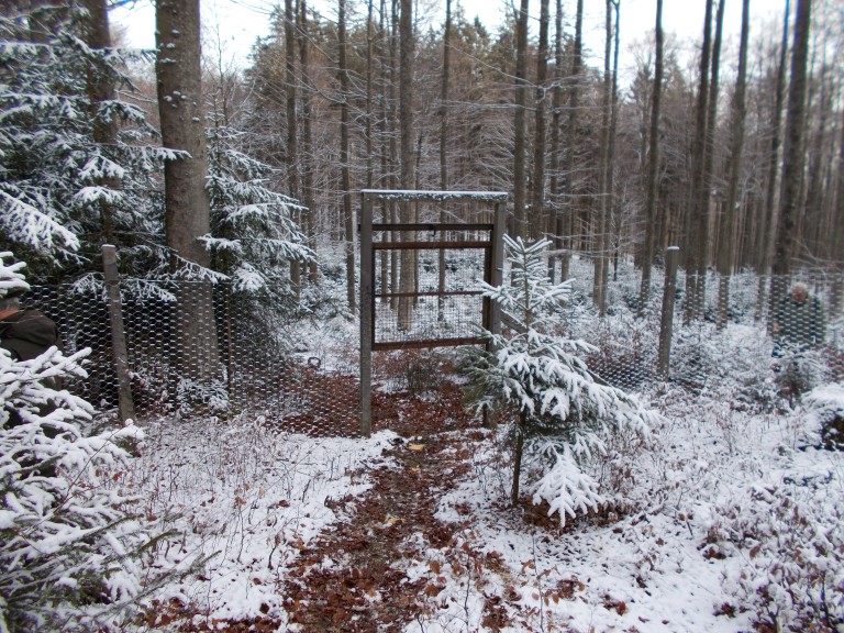 Saufang im Nationalpark Bayerischer Wald