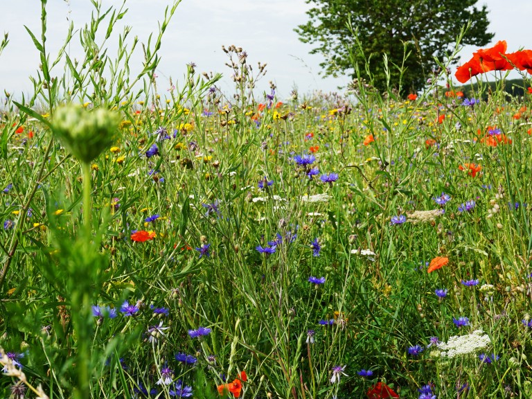 Landwirte schützen Insekten: Blühender Streifen auf einem Feld in Bayern