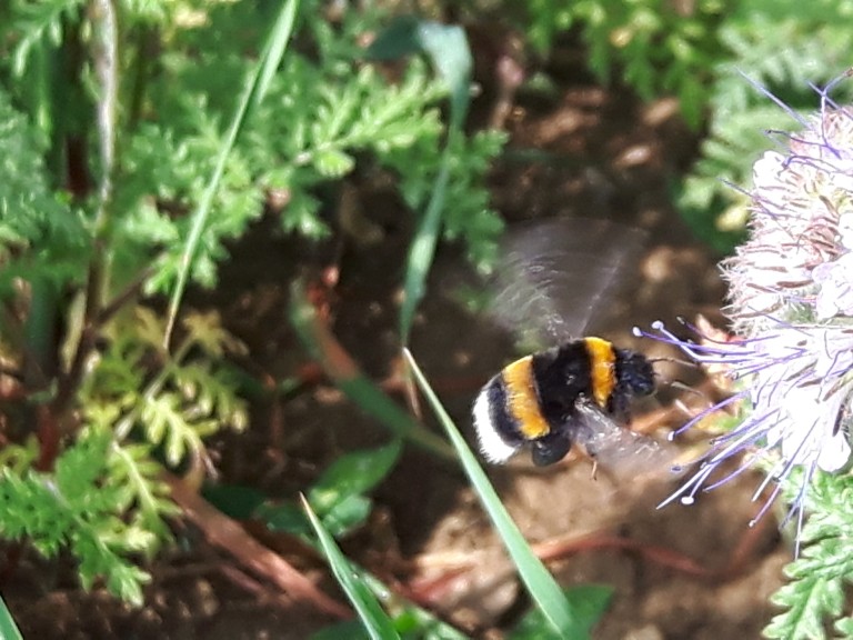 Hummel in einer Blühfläche