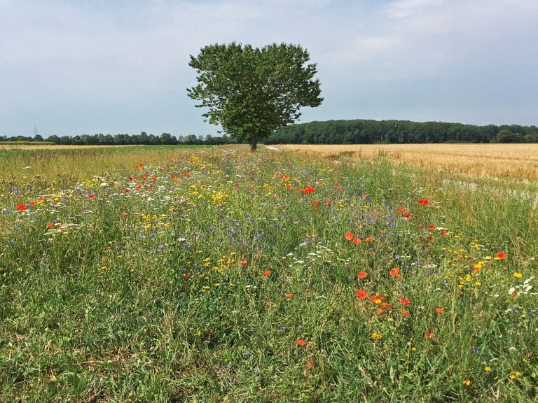 Grünland in Bayern