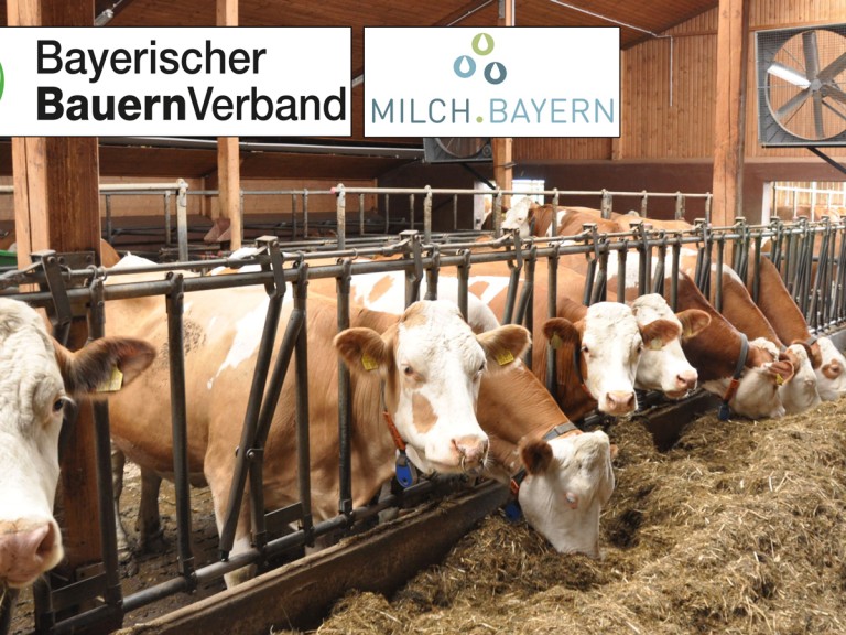 Fleckvieh-Rinder im Laufstall