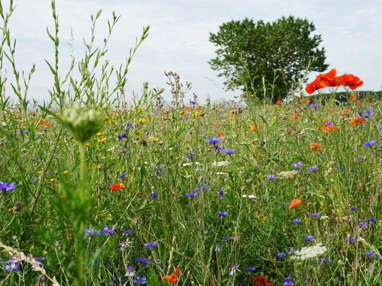 Ein Feld Feldrandstreifen zu "Blühende Rahmen"