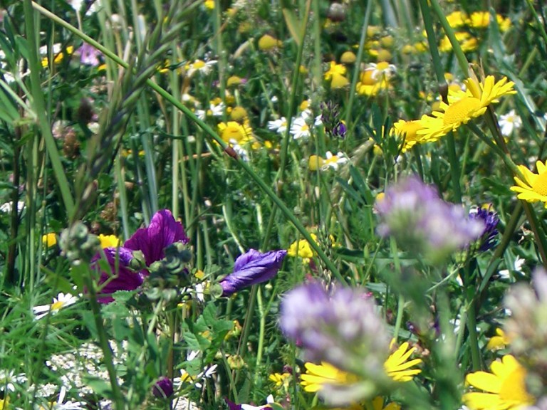 Bild von bunten Blumen auf einer Wiese als Blühstreifen von "Blühende Rahmen".