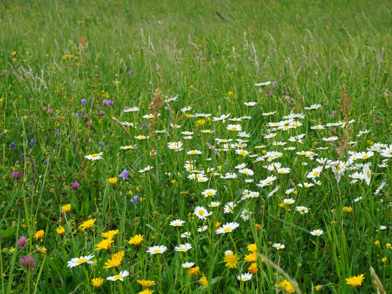 Blumenwiese