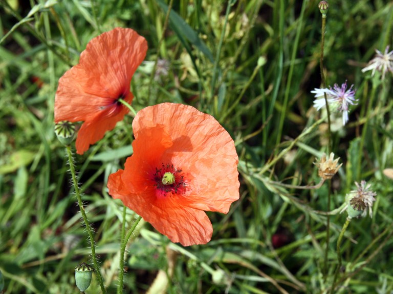 Eine Mohnblume in einem Blühstreifen "Blühende Rahmen".