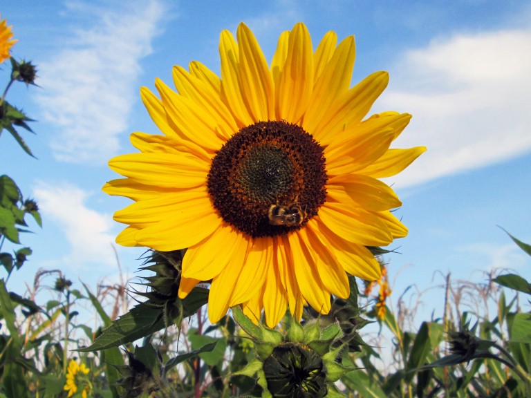 Blühende Sonnenblume auf dem Feld eines Bauern in Bayern