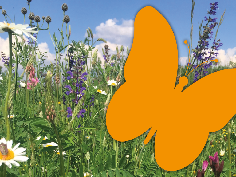 Blumenwiese mit Schmetterling