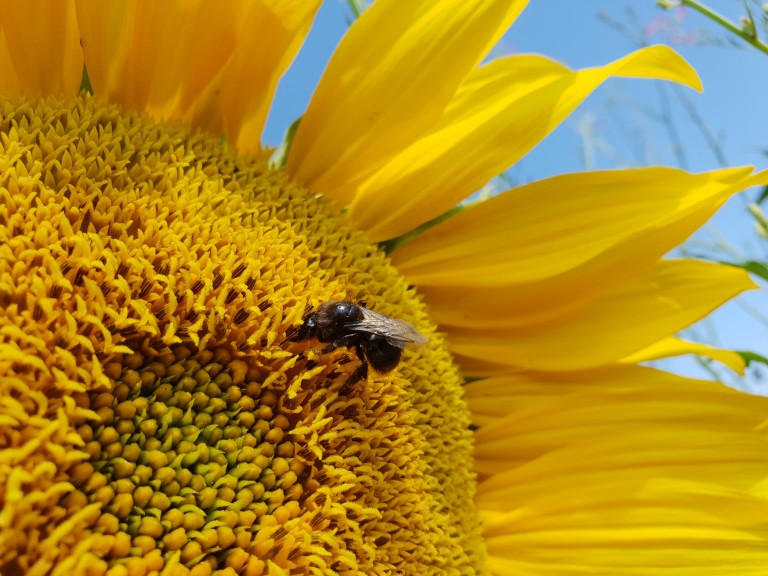 Landshuter Sonnenblume 