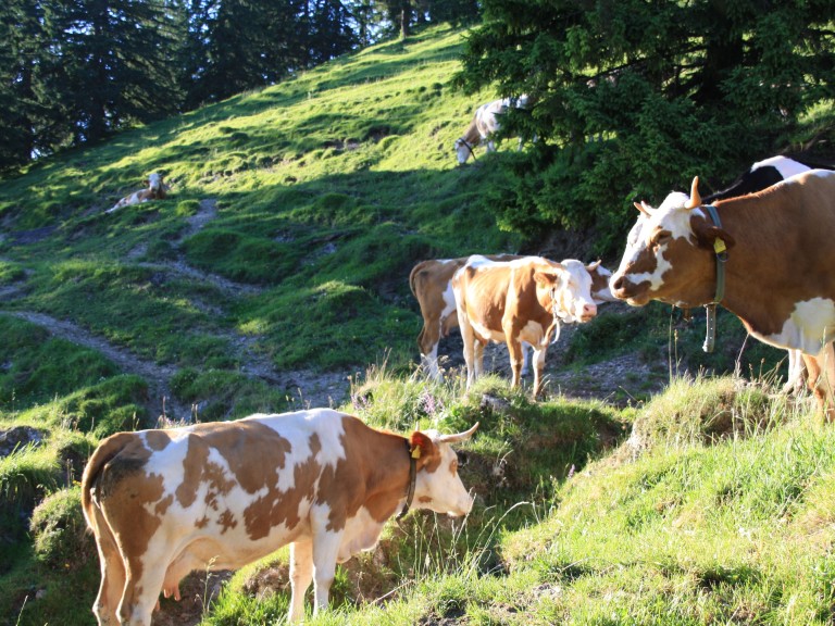 Bergweide mit Kühen