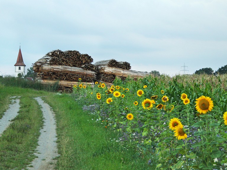 Ein Feld mit blühenden Sonnenblumen am Rand