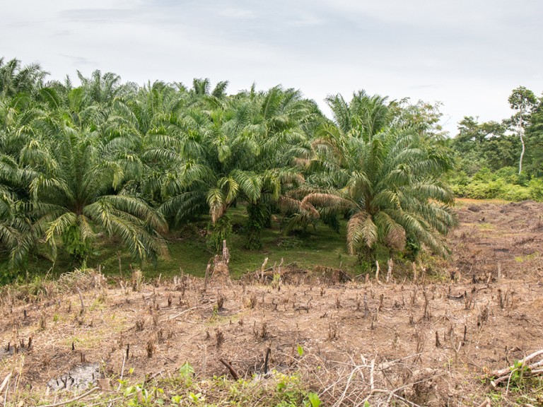 Palmölplantage und zerstörter Regenwald