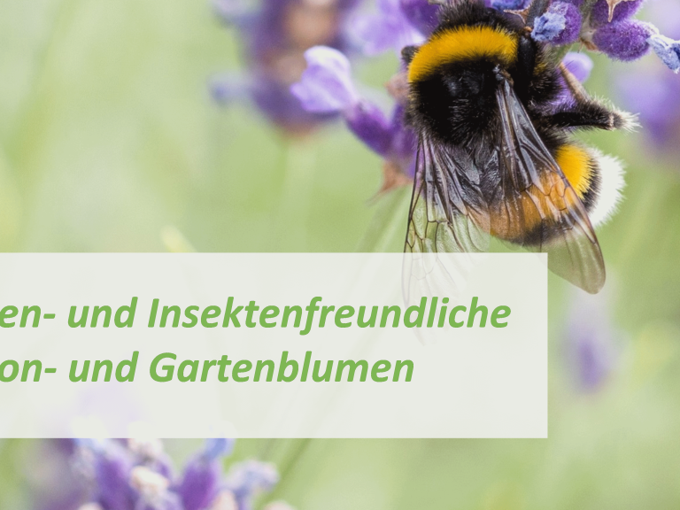Broschüre Bienen- und Insektenfreundliche Pflanzen