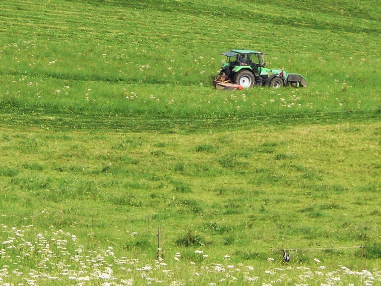 Mahd auf einer grünen Wiese