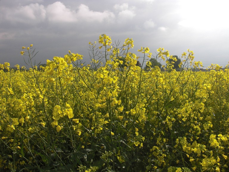 Landwirtschaft im Klimawandel