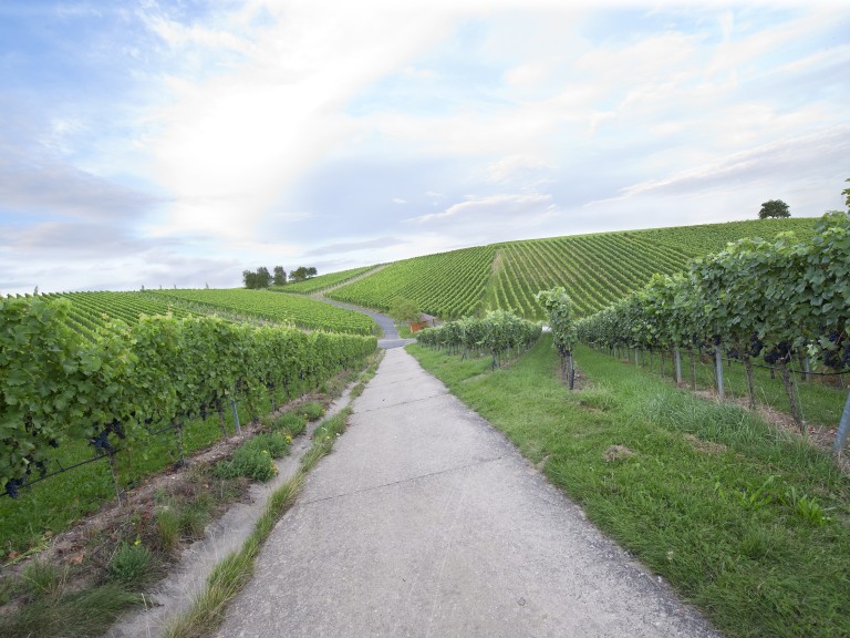 Weg durch die Weinberge
