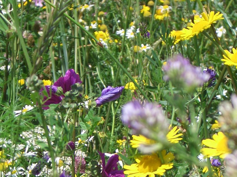 Eine bunt blühende Blumenwiese.