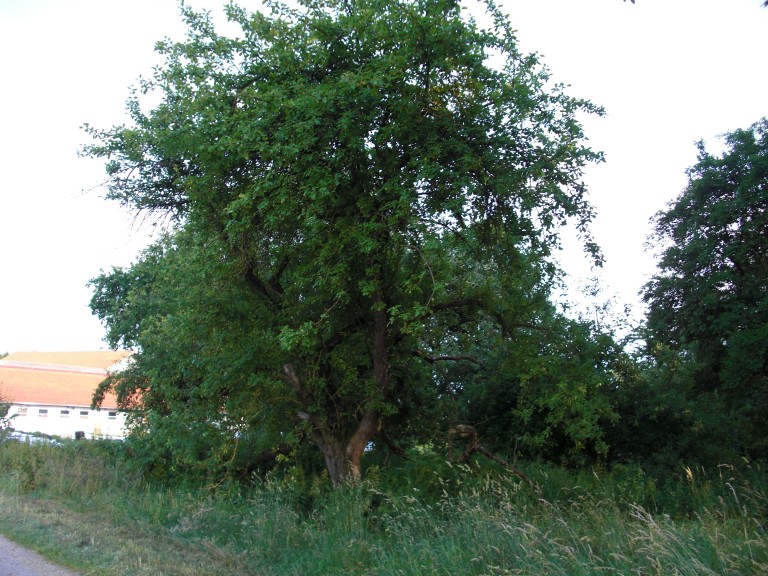 2019-05-06-Alter-ungeschnittener-Obstbaum