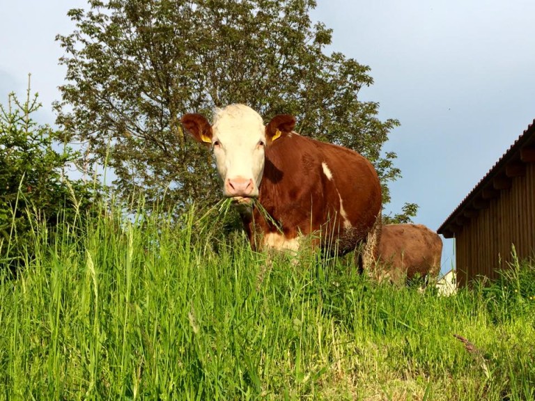 Eine Fleckvieh-Kuh grast auf der Weide.