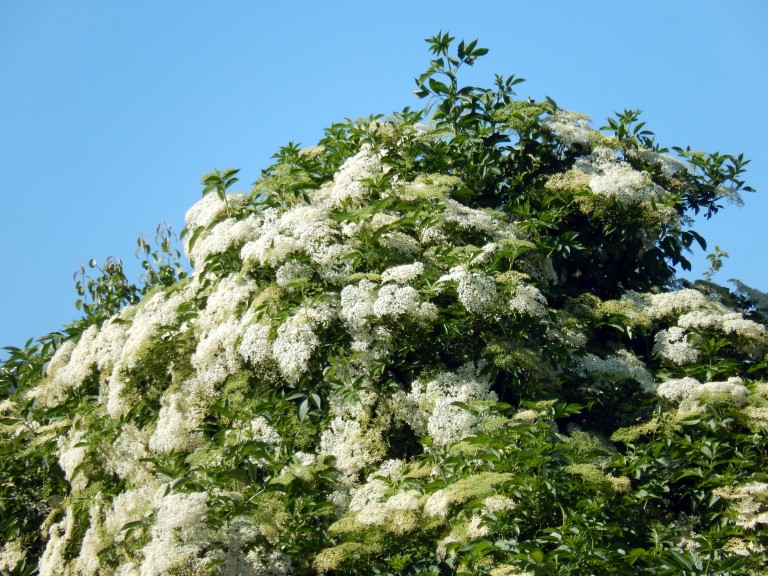 Ein Holunderbaum mit vielen Holunderblüten