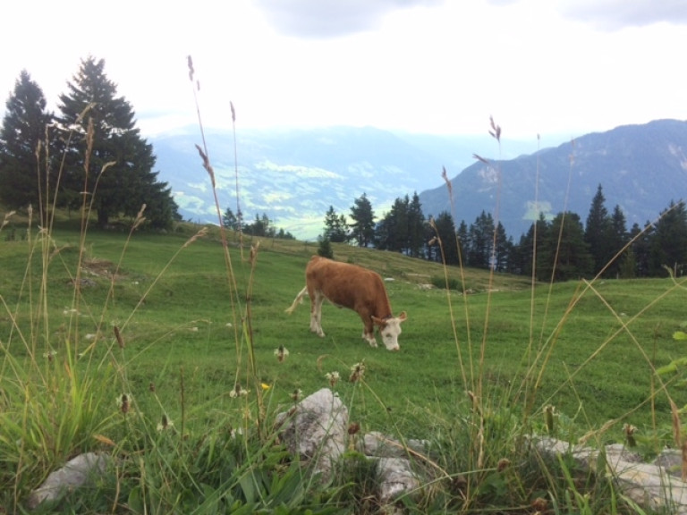 Eine Kuh auf der Alm