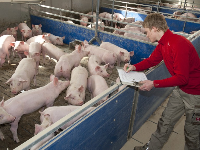 Schweinestall in Bayern