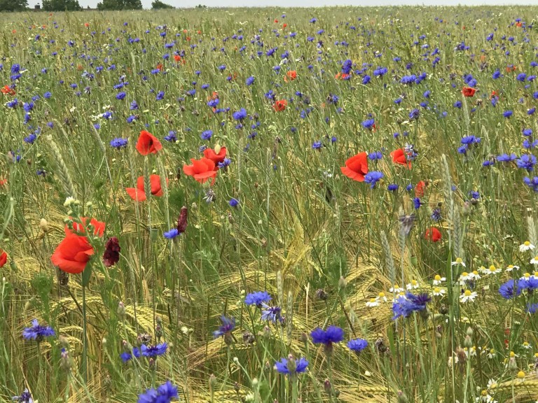 2019-06-12-Schleppertour-Blumenwiese