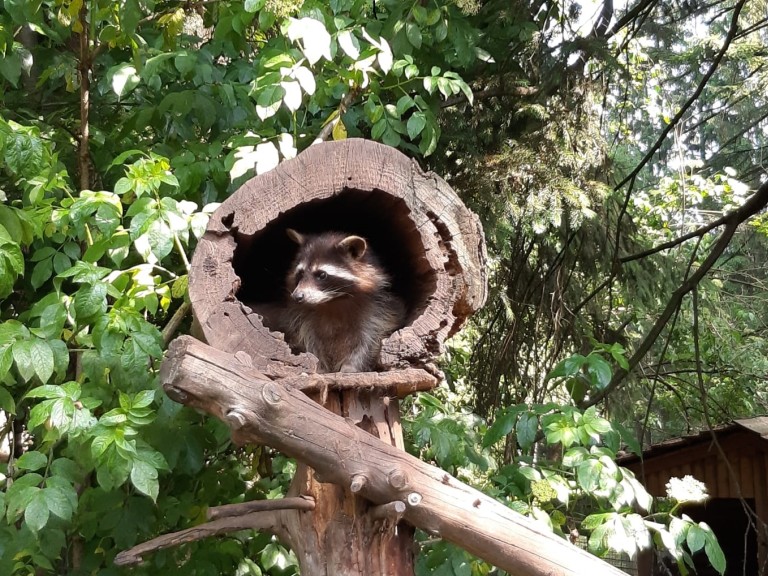 Marder im Bayerwald-Tierpark