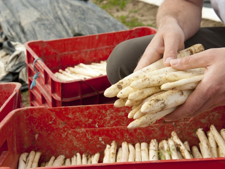 Spargel wird geerntet.