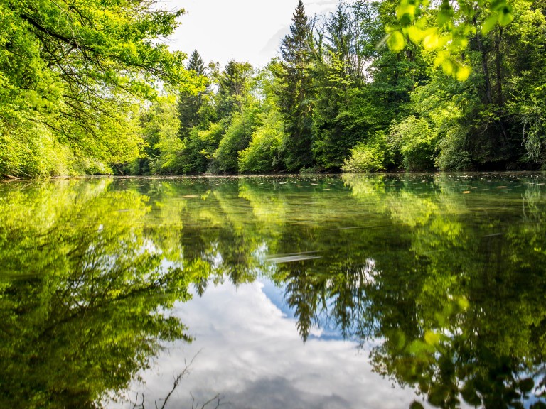 Ruhige Wasserfläche im Wald