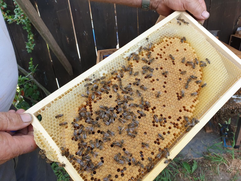 Bienen des Imkers