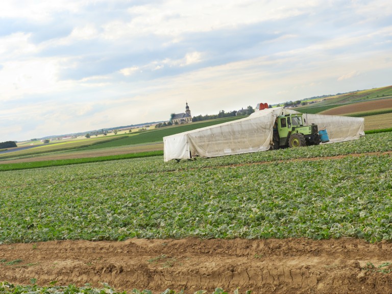 Ein Gurkenflieger auf dem Feld. 
