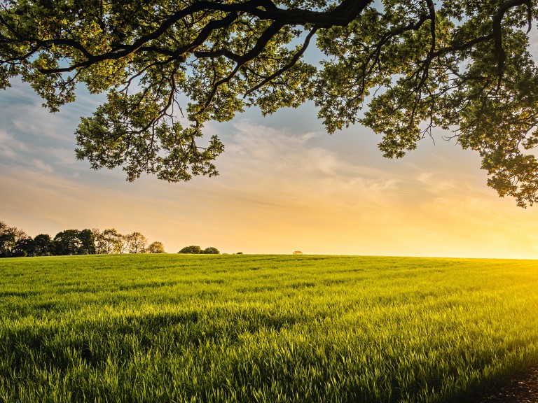 landwirtschaftliche Fläche