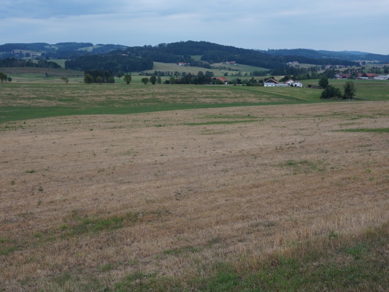 Engerlingschaden