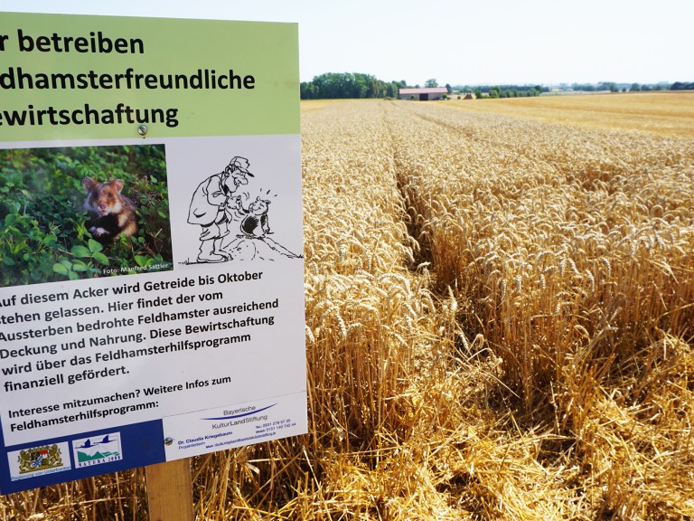 Info-Schild zum Schutz der Hamster auf diesem Feld in Unterfranken