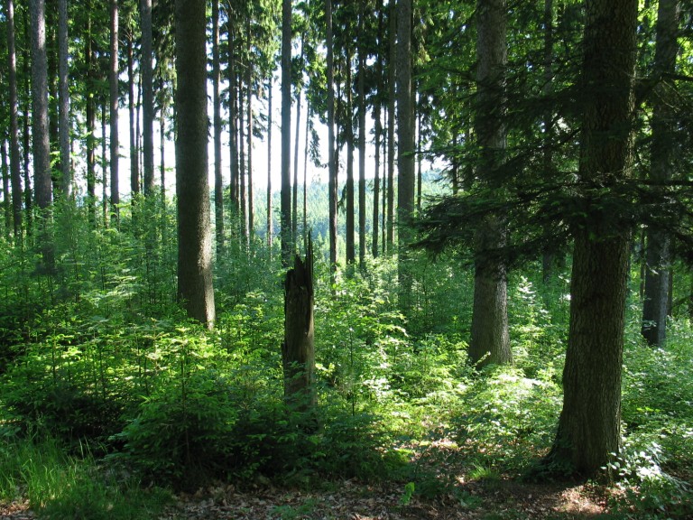 Naturschutz Wald