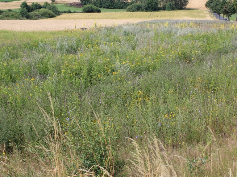 Buntbrache mit vielen verschiedenen Wildblumen, Gräsern und Kräutern